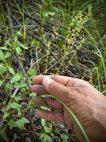 iNaturalist observation photo of alpine sheep sorrel