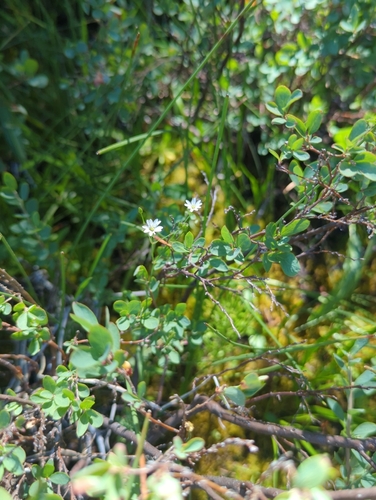 iNaturalist observation photo of Longstalk starwort