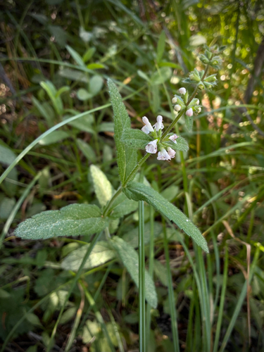 iNaturalist observation photo of Rough Hedgenettle