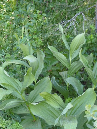 iNaturalist observation photo of Corn Lily