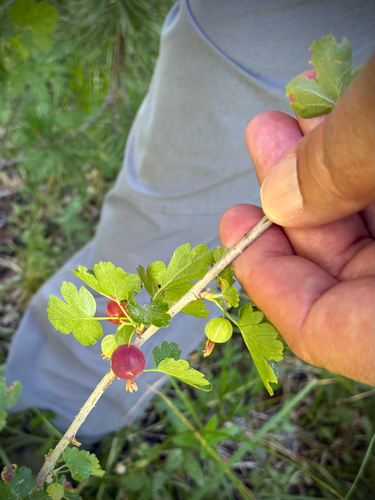 iNaturalist observation photo of white-stemmed gooseberry