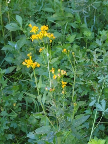 iNaturalist observation photo of Arrowleaf Senecio