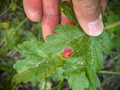 iNaturalist observation photo of Cluster Cup Rust