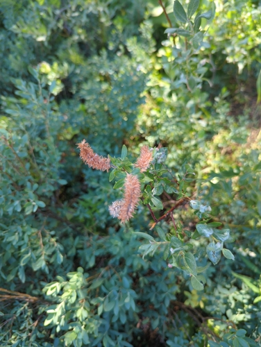 iNaturalist observation photo of Willows
