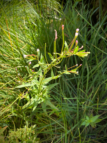 iNaturalist observation photo of fringed willowherb