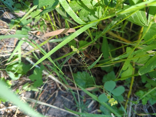iNaturalist observation photo of alumroot tribe