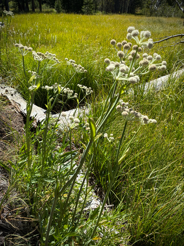 iNaturalist observation photo of ranger buttons