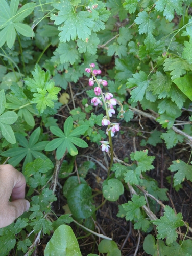 iNaturalist observation photo of bog wintergreen
