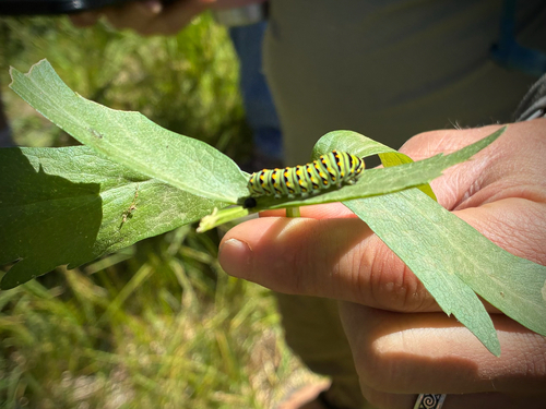 iNaturalist observation photo of Anise Swallowtail