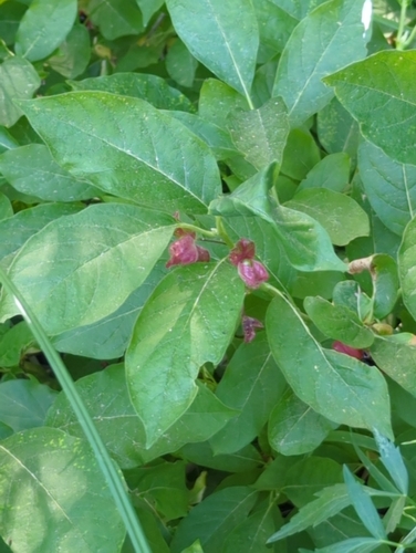 iNaturalist observation photo of twinberry honeysuckle