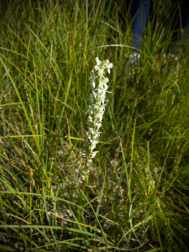 iNaturalist observation photo of Sierra Bog Orchid