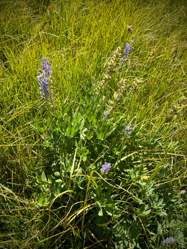 iNaturalist observation photo of Burke's Lupine