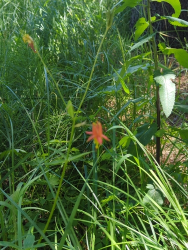 iNaturalist observation photo of western columbine
