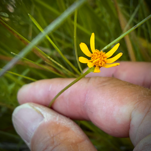 iNaturalist observation photo of Buek's groundsel
