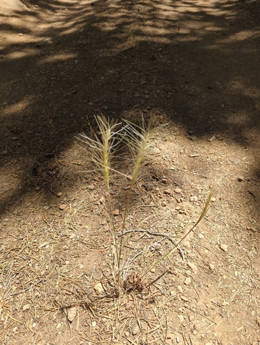 iNaturalist observation photo of Squirreltail
