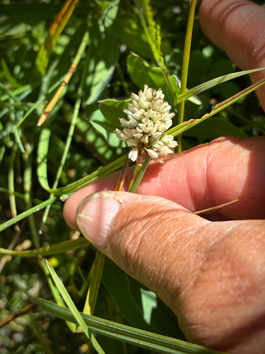 iNaturalist observation photo of American bistort