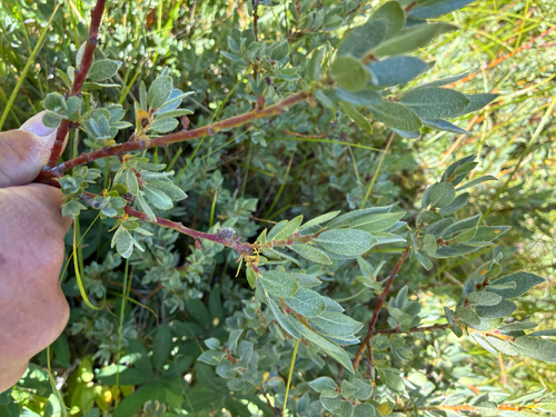 iNaturalist observation photo of Sierra willow