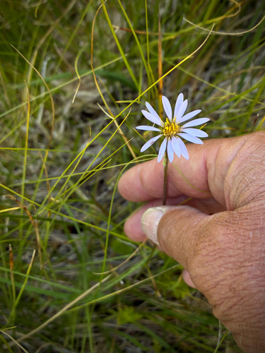 iNaturalist observation photo of Tundra Aster