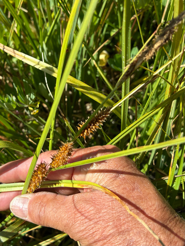 iNaturalist observation photo of Northwest Territory sedge