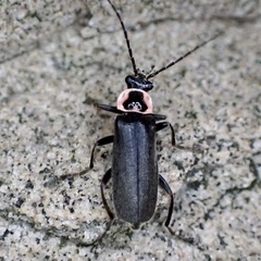 Rhaxonycha