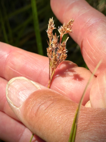 iNaturalist observation photo of woodrushes