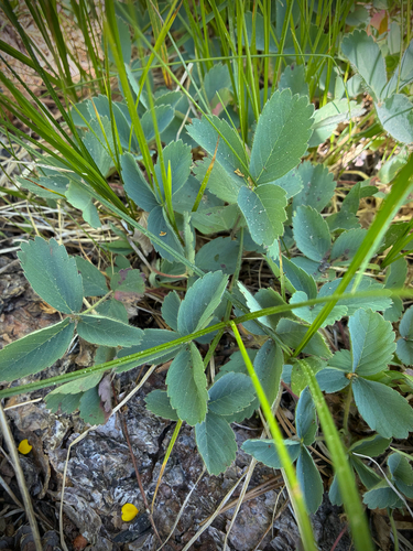 iNaturalist observation photo of Virginia strawberry