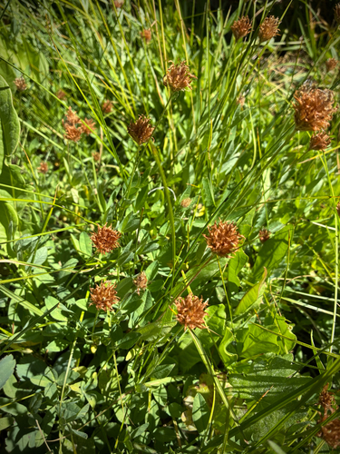 iNaturalist observation photo of Long-stalked Clover