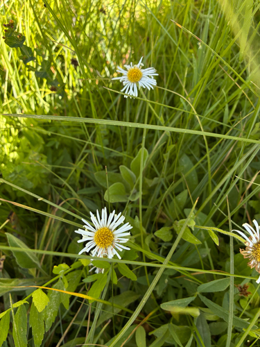 iNaturalist observation photo of Coulter's fleabane