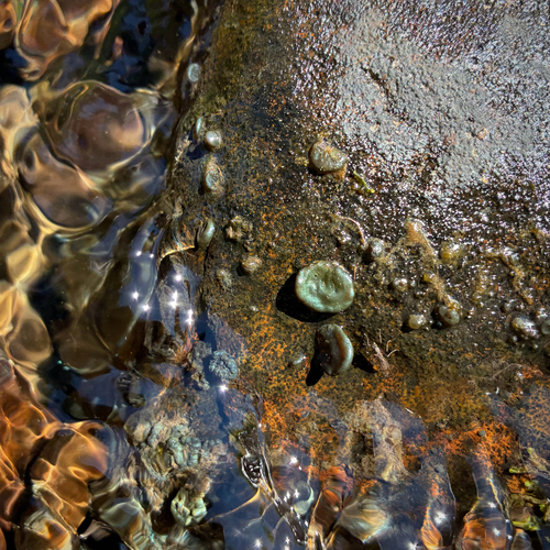 iNaturalist observation photo of Nostoc parmelioides