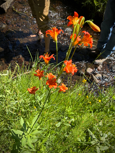 iNaturalist observation photo of Sierra Tiger Lily