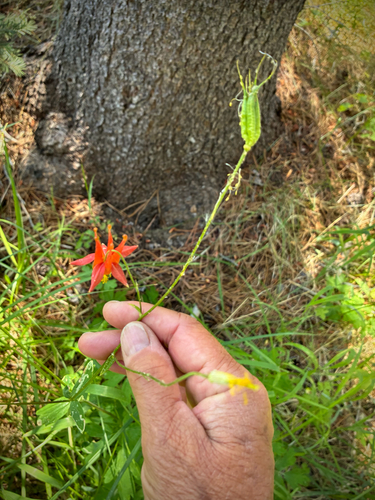 iNaturalist observation photo of western columbine