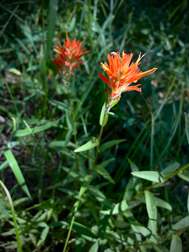 iNaturalist observation photo of giant red paintbrush