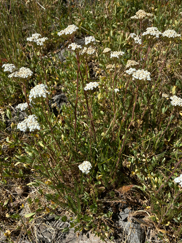 iNaturalist observation photo of common yarrow