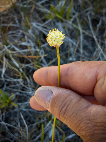 iNaturalist observation photo of western false asphodel