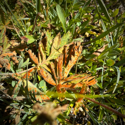 iNaturalist observation photo of Cinquefoil Rust