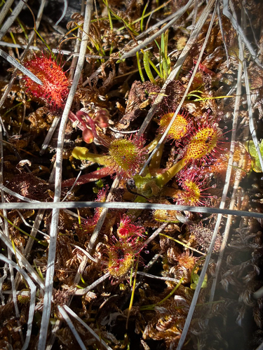 iNaturalist observation photo of Sundews