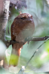 Batrachostomus moniliger