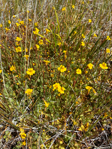 iNaturalist observation photo of primrose monkeyflower