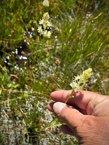 iNaturalist observation photo of western false asphodel