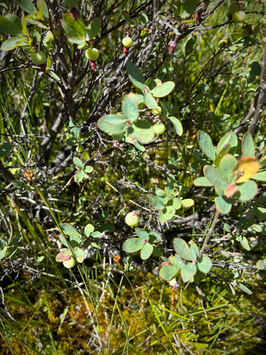 iNaturalist observation photo of bog bilberry