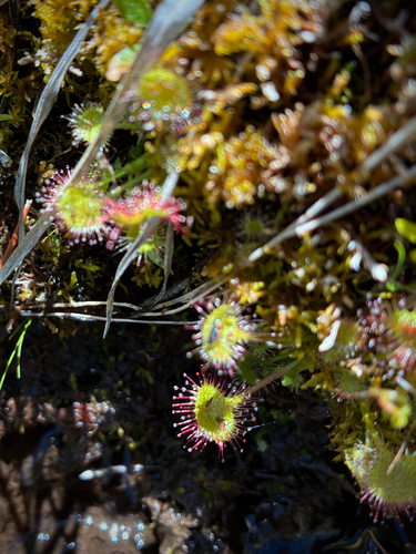 iNaturalist observation photo of round-leaved sundew