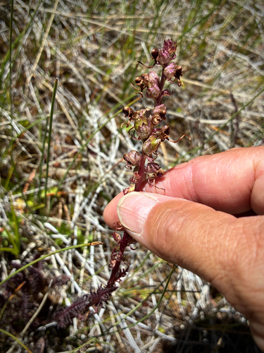 iNaturalist observation photo of Elephant's-Head lousewort