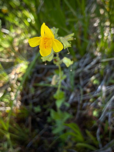 iNaturalist observation photo of seep monkeyflower
