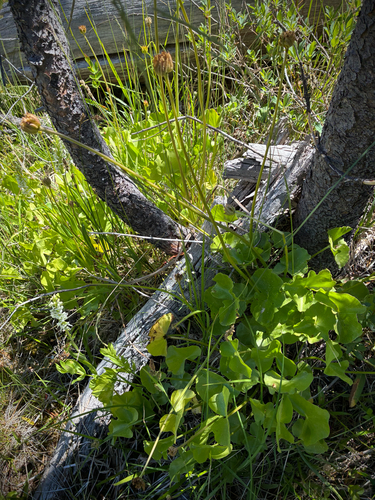 iNaturalist observation photo of white marsh marigold