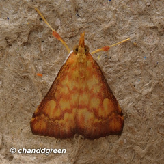Pyrausta ignealis