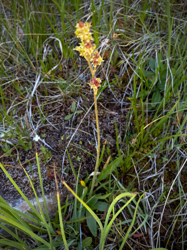 iNaturalist observation photo of Oregon Saxifrage