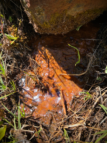iNaturalist observation photo of Leptothrix