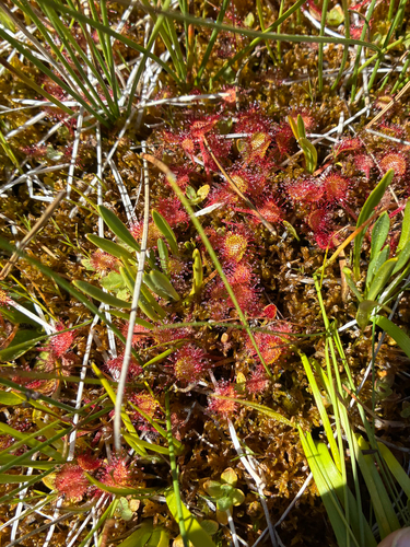 iNaturalist observation photo of round-leaved sundew