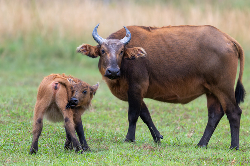 Forest Buffalo