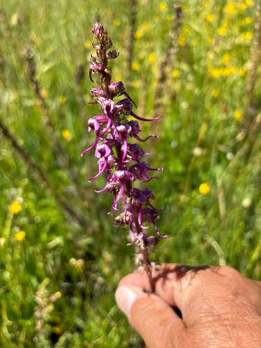 iNaturalist observation photo of Elephant's-Head lousewort